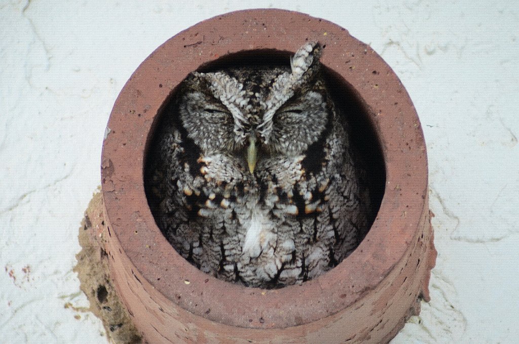 Owl, Eastern Screech, 2013-01085108 Laguna Atascosa area, TX.JPG - Eastern Screech Owl. Laguna Atascosa National Wildlife Refuge, TX, 1-8-2013